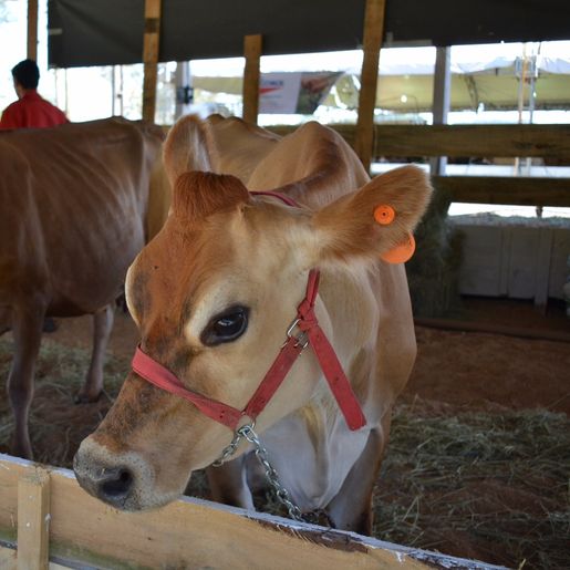 Conseleite: “Aumento do custo de produção atinge produtores e indústria”