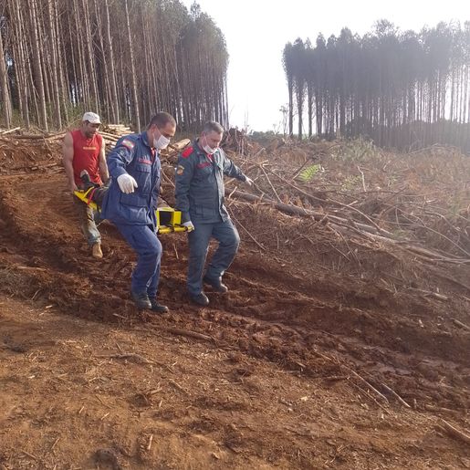 Trabalhador fica ferido durante corte de árvore no interior