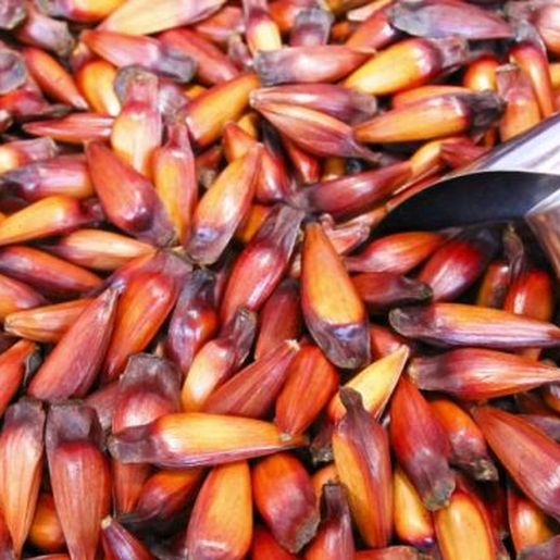 Bebê come pinhão e morre engasgada em Joinville