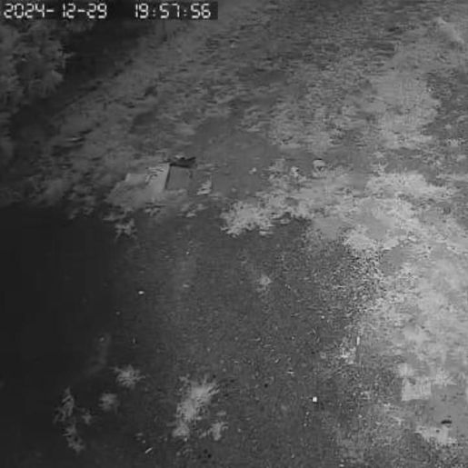 Onça-parda pode ter sido flagrada em propriedade rural, diz PMA