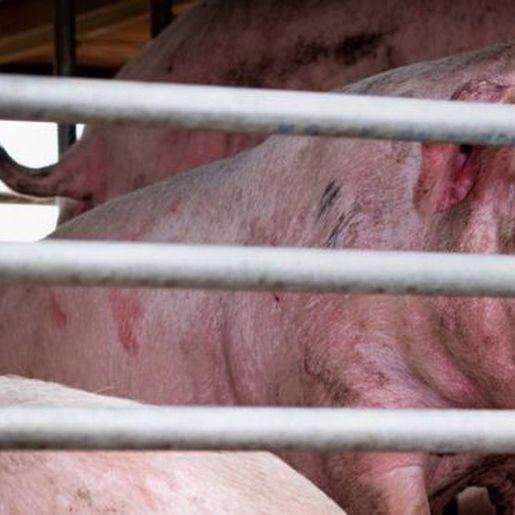 Novo vírus da gripe com 'potencial pandêmico' é encontrado na China