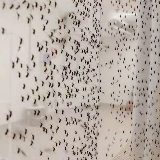 Dengue faz 4.500 vítimas em seis meses e bate recorde histórico no Brasil