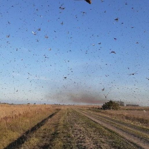 Nuvem de gafanhotos pode chegar ao Rio Grande do Sul na próxima quarta-feira