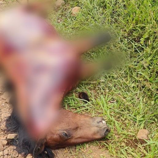 Cavalo é achado morto com patas cortadas e couro arrancado