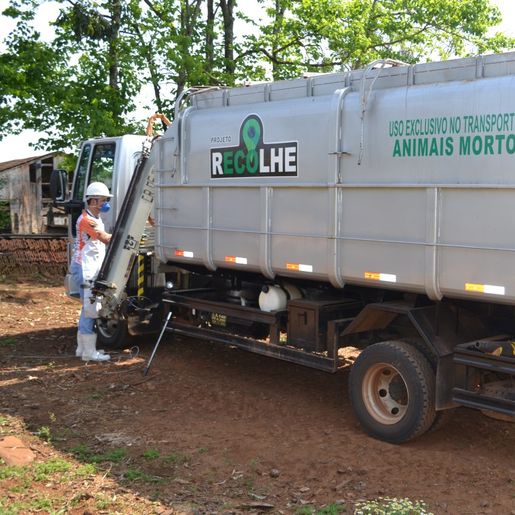 Projeto de recolha de carcaças de animais segue sem previsão de retomada