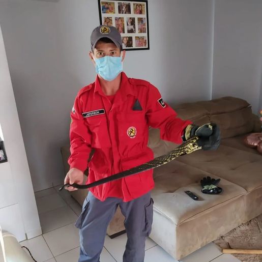 Cobra aparece na mesa de jantar e dá um baita susto em família de SC