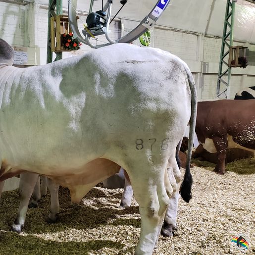 Exposição de animais será destaque na 15ª Efacitus, em Tunápolis