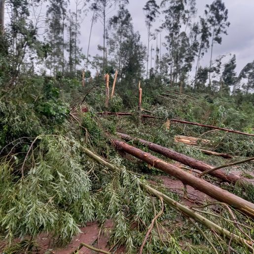 Temporal derruba árvores e interdita SC-496 em Santa Helena