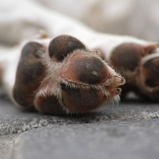 Polícia Civil vai investigar morte de cachorro em “hotel para cães” de SMO