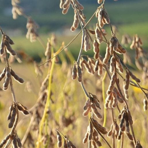Produção agrícola de SC alcança R$ 19 bilhões em cenário com recuo de 13%, aponta IBGE