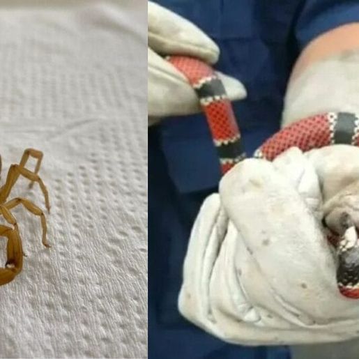 SC teve quase 2 mil acidentes com animais peçonhentos em 2025