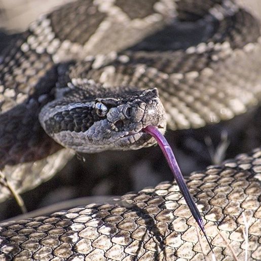Homem picado por cobra passa por cirurgia e tem braço amputado