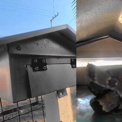 Cobra é encontrada dentro de caixa de correio por moradora em SC