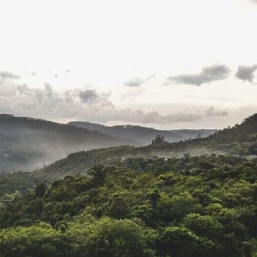 SC reduz desmatamento da Mata Atlântica em 12%, mas perda de restingas gera alerta