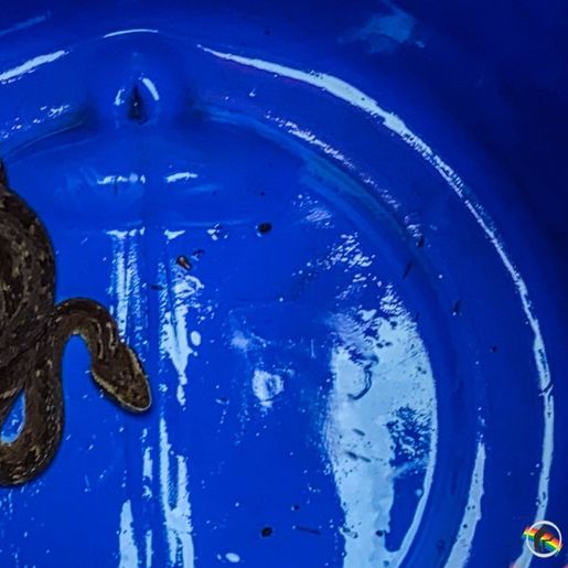 Homem é picado por cobra no interior de Iporã do Oeste