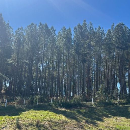 SC tem quase 1 milhão de hectares de florestas plantadas, aponta pesquisa