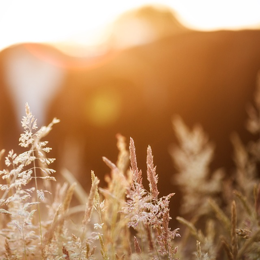 Produção da safra de grãos deve chegar 313 milhões de toneladas