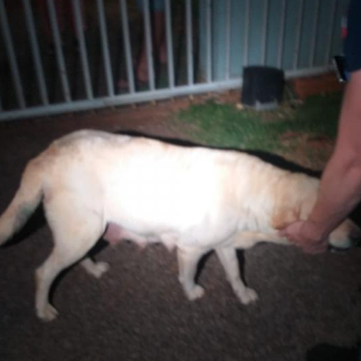 Homem suspeito de matar nove filhotes de cachorro a pauladas é denunciado