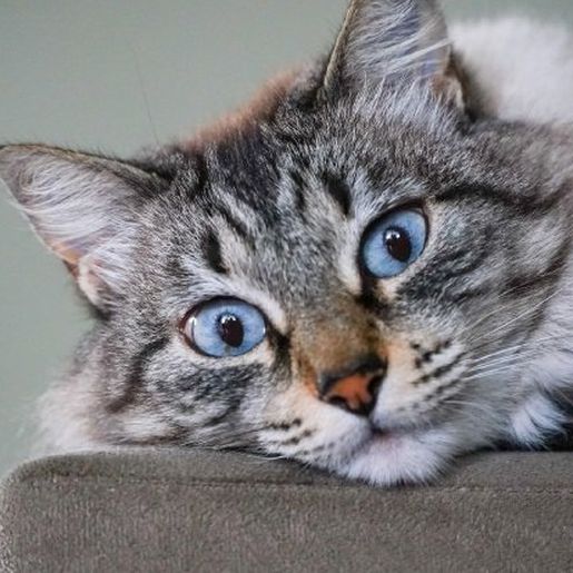 Homem que dava bebida alcoólica para gato em SC é condenado