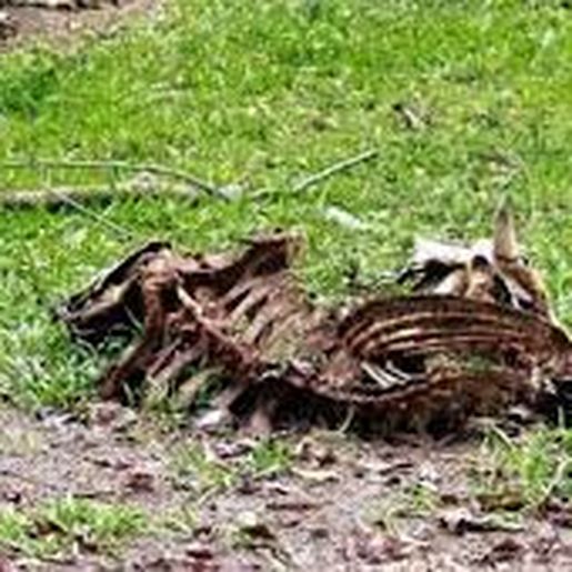 SJO inicia parceria com empresa de Recolha de Carcaças Bovinas