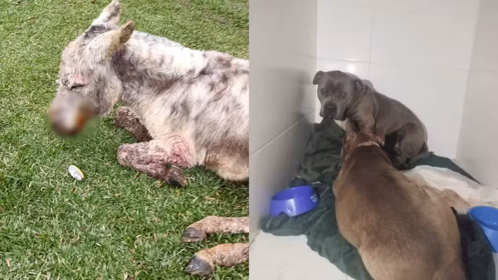 Pitbulls invadem sítio, atacam burro de estimação e animal passa por eutanásia em SC