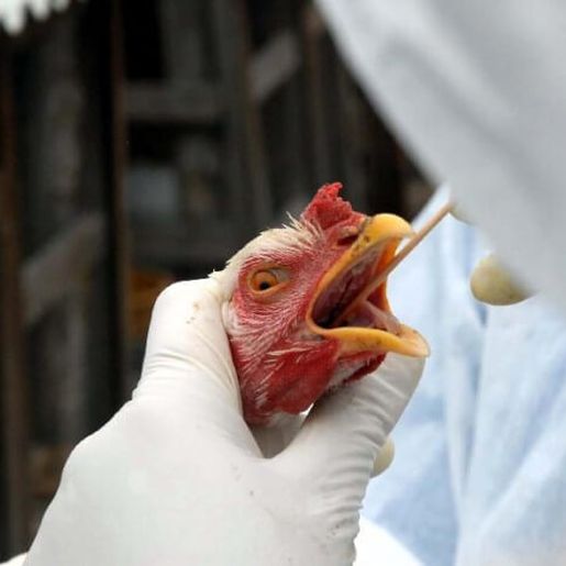 Gripe aviária em ave doméstica de subsistência tem primeiro caso confirmado no Brasil