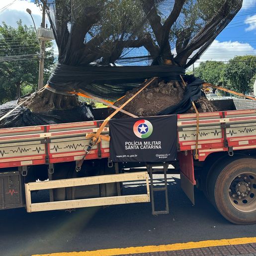 PM apreende caminhão com árvores de oliveira suspeitas de contrabando na SC-161