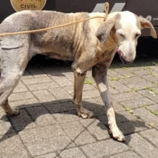 Cadela vítima de maus-tratos é encaminhada para adoção responsável em Mondaí