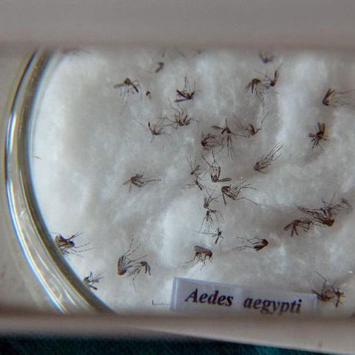 Saúde confirma os dois primeiros casos de Zika vírus de 2022