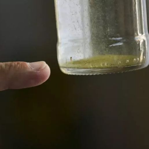 Município de SC registra primeiro caso de chikungunya em jovem de 19 anos