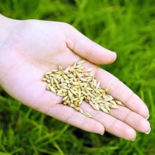 Agricultura entrega autorizações do programa de Sementes de Pastagens