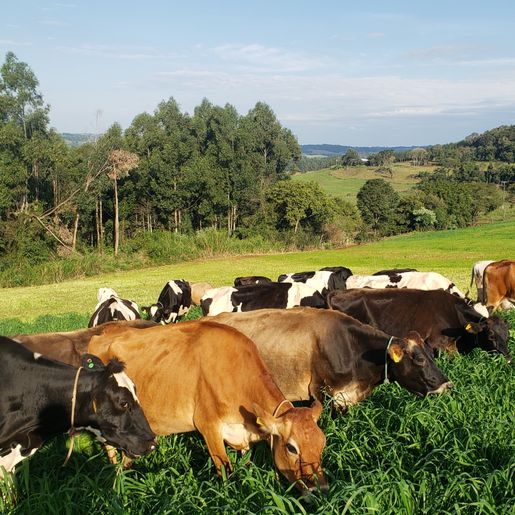 Produtores debatem futuro da cadeia do leite em seminário regional