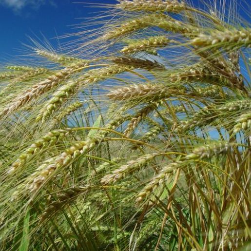 Safra de trigo no Extremo Oeste é a mais beneficiada com o inverno