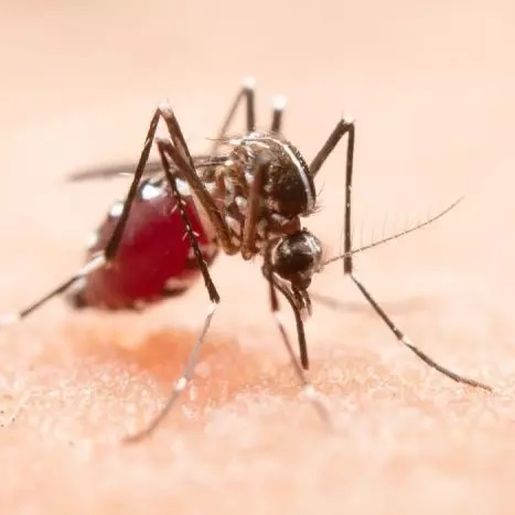 Cidade do Oeste concentra 73,4% dos casos de chikungunya de SC