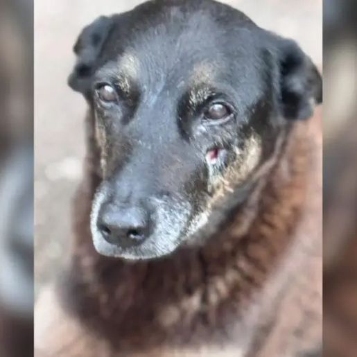 Caso Orelha: polícia solicita internação de adolescente