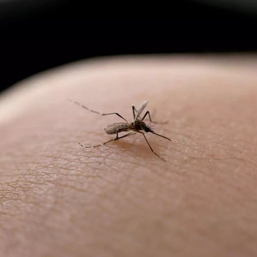 Santa Catarina registra mais de 300 mil casos prováveis de dengue