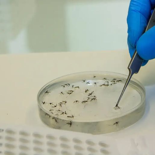 Brasil investiga as primeiras suspeitas de morte por febre oropouche no mundo