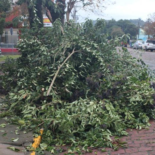 Mondaí anuncia novas regras no recolhimento de galhos e materiais recicláveis