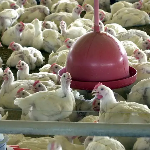 Mais três países suspendem importação de frango do Brasil