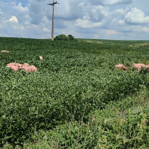 Caminhão carregado com porcos tomba na SC-161