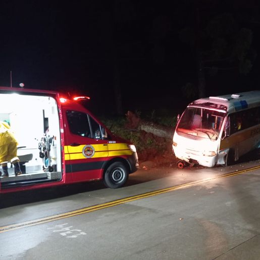 Queda de árvore causa acidente e interdita SC-305 em Campo Erê