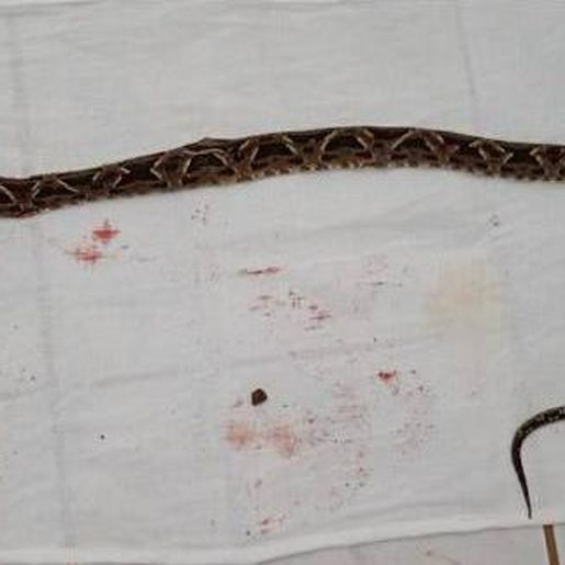 Mulher é picada por cobra venenosa no interior de Bandeirante