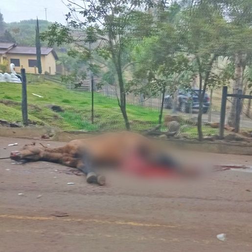 Colisão entre carro e cavalo deixa homem ferido no interior de Paraíso