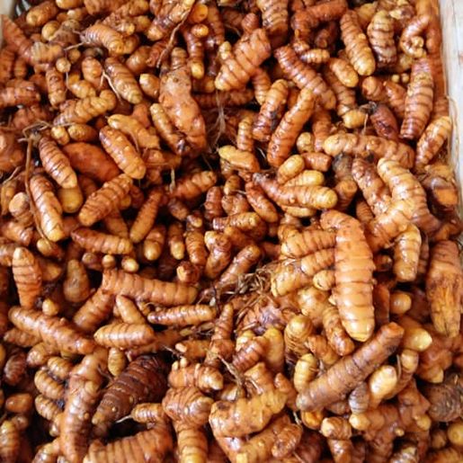 Produtores de Açafrão iniciam a colheita e novo plantio