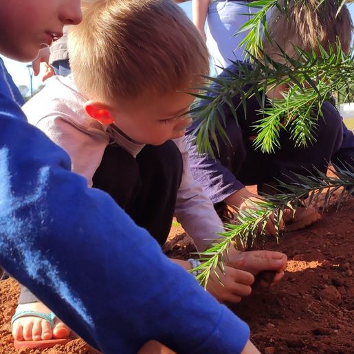 Alunos plantam araucária no Dia Mundial do Meio Ambiente