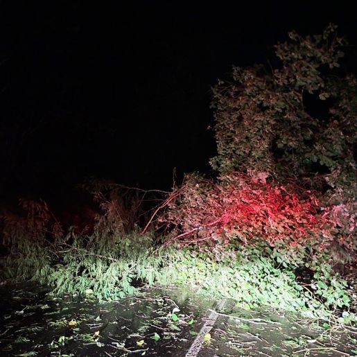 Temporal derruba árvore e bloqueia BR-282 em São Miguel Oeste