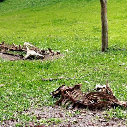 Definida empresa para recolha de carcaças de animais no Extremo Oeste