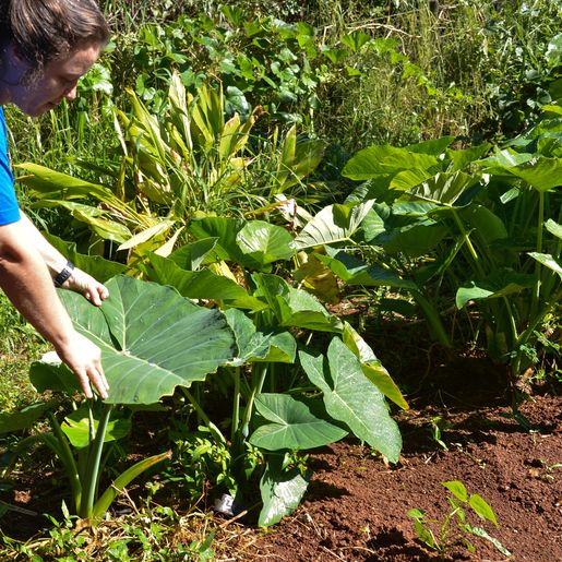 Mulheres são maioria no campo e geram 364 mil empregos em Santa Catarina