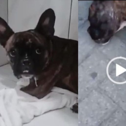 Justiça decide novo lar de cadela resgatada pela PM; assista ao vídeo