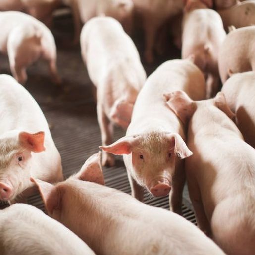 SC bate recorde com embarque de 55,7 mil toneladas de carne suína em janeiro